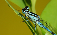 Azure Bluet (Male, Coenagrion puella)